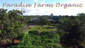organicfarms21paradiseorganifarmshomesteadfl.jpg
